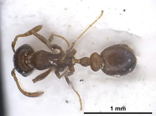 Cardiocondyla israelica specimen ANTWEB1040303 image antweb1040303_1