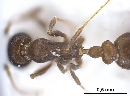 Cardiocondyla israelica specimen ANTWEB1040303 image antweb1040303_2