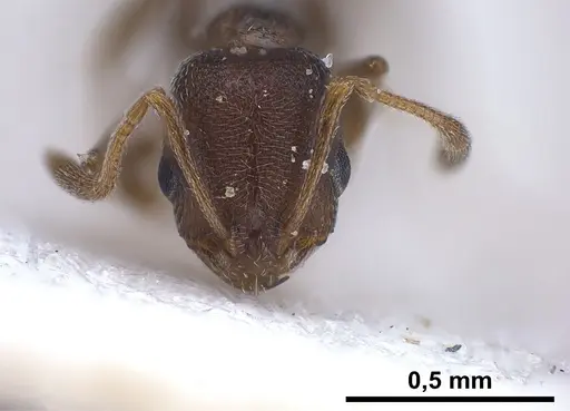 Cardiocondyla israelica specimen ANTWEB1040303 image antweb1040303_3