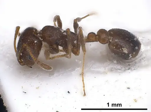 Cardiocondyla israelica specimen ANTWEB1040303 image antweb1040303_5