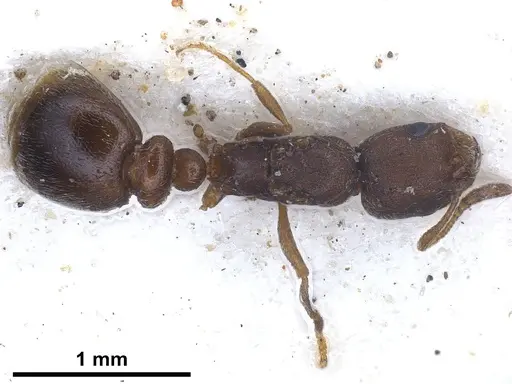 Cardiocondyla israelica specimen ANTWEB1041247 image antweb1041247_1