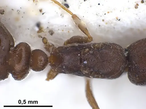 Cardiocondyla israelica specimen ANTWEB1041247 image antweb1041247_2