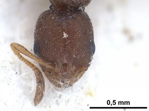 Cardiocondyla israelica specimen ANTWEB1041247 image antweb1041247_3