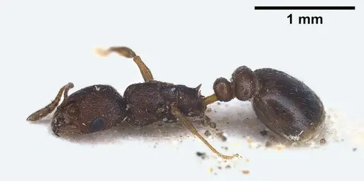 Cardiocondyla israelica specimen ANTWEB1041247 image antweb1041247_4