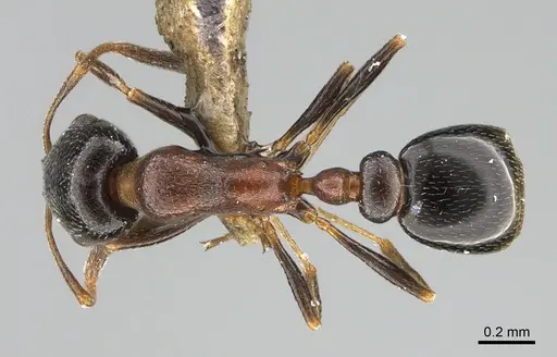 Cardiocondyla israelica specimen ANTWEB1041910 image antweb1041910_1