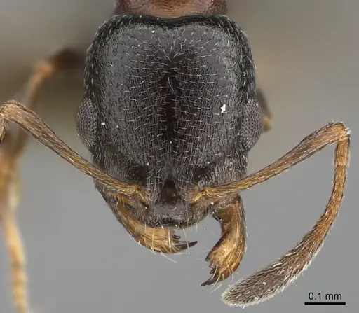 Cardiocondyla israelica specimen ANTWEB1041910 image antweb1041910_2