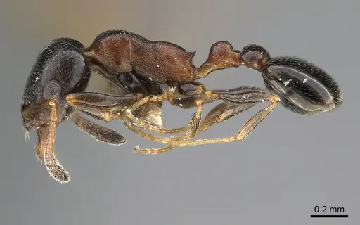 Cardiocondyla israelica specimen ANTWEB1041910 image antweb1041910_3