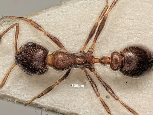 Cardiocondyla israelica specimen ANTWEB1048516 image antweb1048516_1