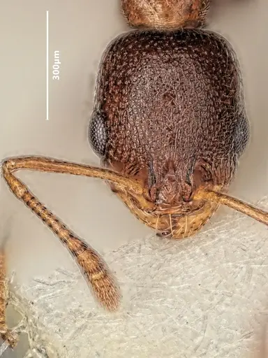 Cardiocondyla israelica specimen ANTWEB1048516 image antweb1048516_2