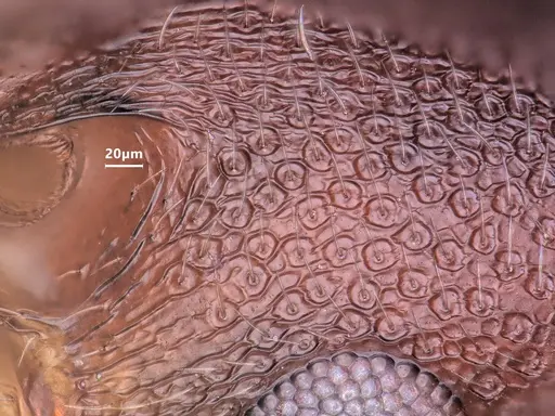 Cardiocondyla israelica specimen ANTWEB1048516 image antweb1048516_3