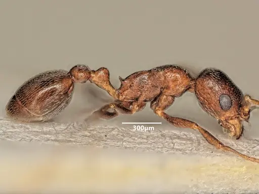 Cardiocondyla israelica specimen ANTWEB1048516 image antweb1048516_4