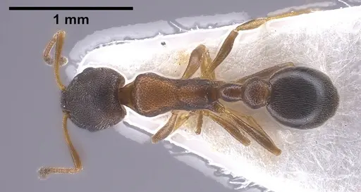 Cardiocondyla itsukii specimen ANTWEB1038017 image antweb1038017_1