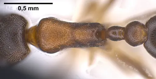 Cardiocondyla itsukii specimen ANTWEB1038017 image antweb1038017_2