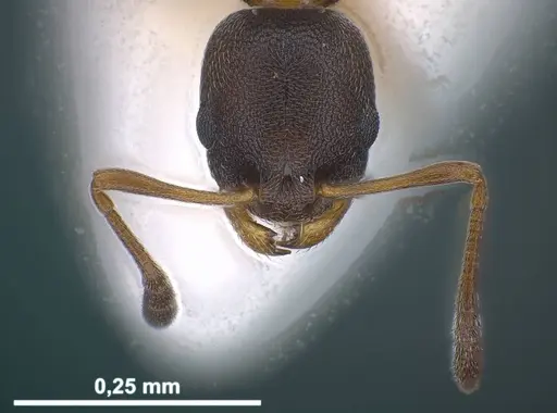 Cardiocondyla itsukii specimen ANTWEB1038017 image antweb1038017_3