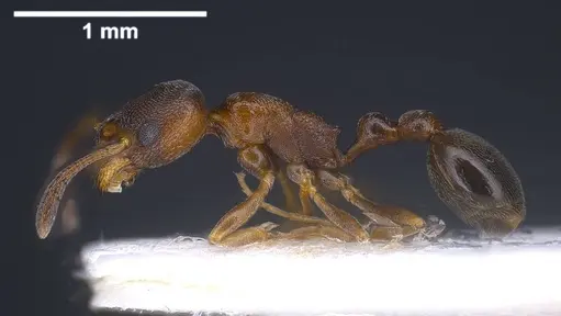 Cardiocondyla itsukii specimen ANTWEB1038017 image antweb1038017_4