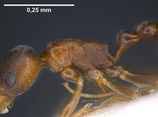 Cardiocondyla itsukii specimen ANTWEB1038017 image antweb1038017_5
