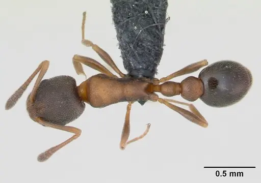 Cardiocondyla itsukii specimen CASENT0125193 image casent0125193_1
