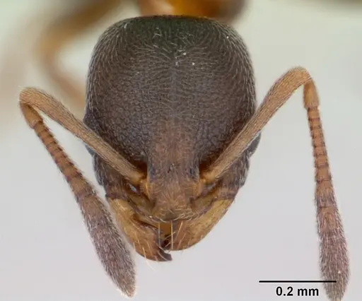 Cardiocondyla itsukii specimen CASENT0125193 image casent0125193_2