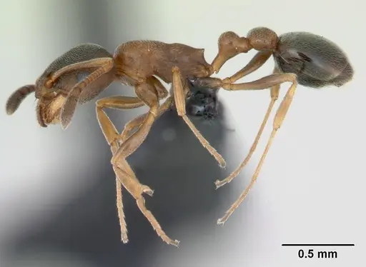 Cardiocondyla itsukii specimen CASENT0125193 image casent0125193_3