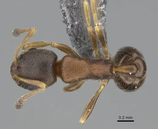 Cardiocondyla itsukii specimen CASENT0922311 image casent0922311_1