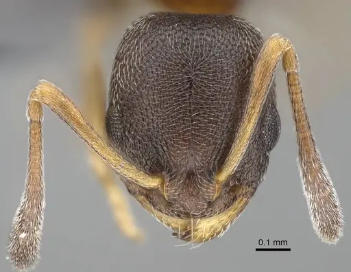 Cardiocondyla itsukii specimen CASENT0922311 image casent0922311_2