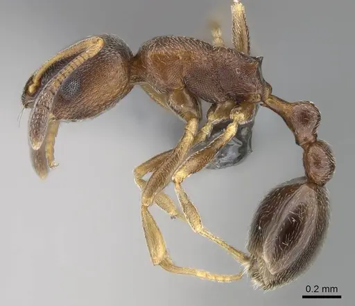 Cardiocondyla itsukii specimen CASENT0922311 image casent0922311_3