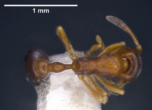 Cardiocondyla kagutsuchi specimen ANTWEB1041248 image antweb1041248_1