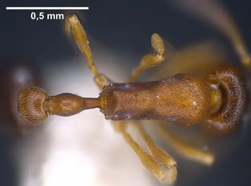 Cardiocondyla kagutsuchi specimen ANTWEB1041248 image antweb1041248_2