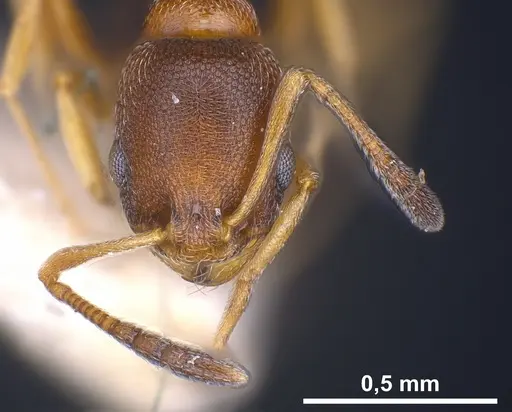 Cardiocondyla kagutsuchi specimen ANTWEB1041248 image antweb1041248_3
