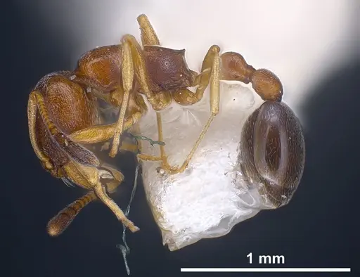 Cardiocondyla kagutsuchi specimen ANTWEB1041248 image antweb1041248_4