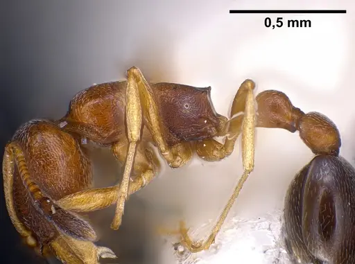 Cardiocondyla kagutsuchi specimen ANTWEB1041248 image antweb1041248_5
