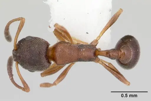 Cardiocondyla kagutsuchi specimen CASENT0103438 image casent0103438_1