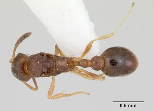 Cardiocondyla kagutsuchi specimen CASENT0103439 image casent0103439_1