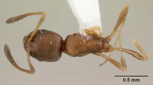 Cardiocondyla kagutsuchi specimen CASENT0178360 image casent0178360_1