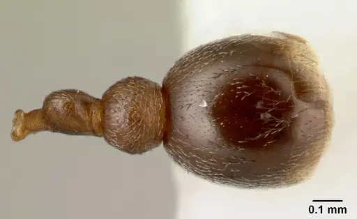 Cardiocondyla kagutsuchi specimen CASENT0178360 image casent0178360_2