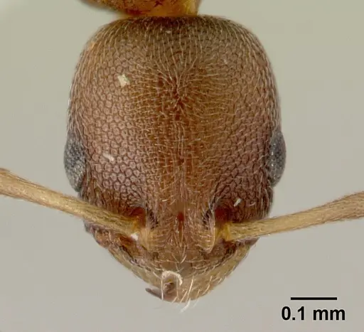 Cardiocondyla kagutsuchi specimen CASENT0178360 image casent0178360_3