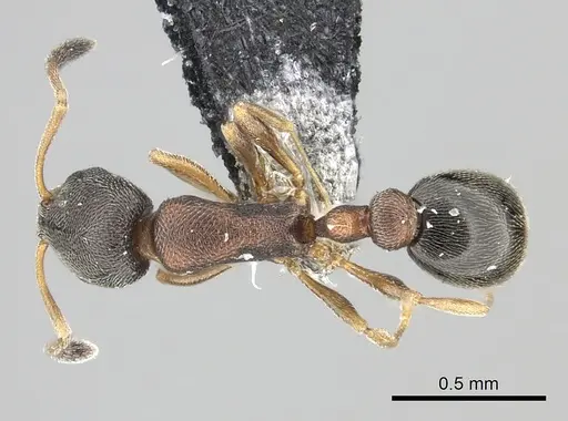 Cardiocondyla kagutsuchi specimen CASENT0219738 image casent0219738_1