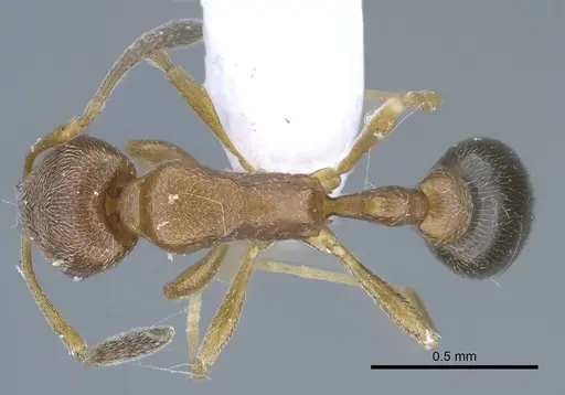Cardiocondyla kagutsuchi specimen CASENT0248778 image casent0248778_1