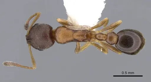 Cardiocondyla kagutsuchi specimen CASENT0914961 image casent0914961_1