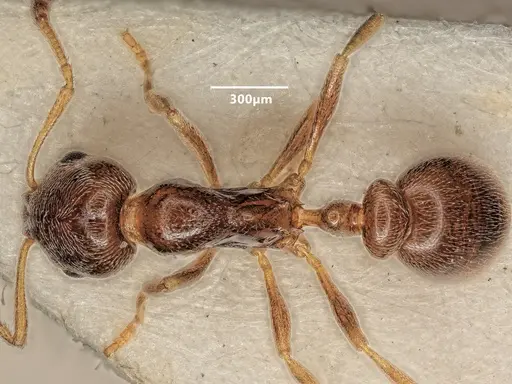 Cardiocondyla koshewnikovi specimen ANTWEB1048517 image antweb1048517_1