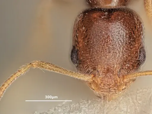 Cardiocondyla koshewnikovi specimen ANTWEB1048517 image antweb1048517_2