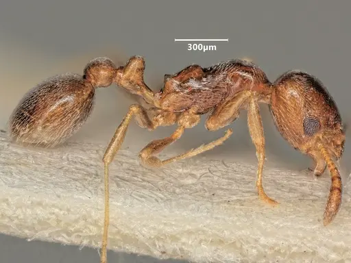 Cardiocondyla koshewnikovi specimen ANTWEB1048517 image antweb1048517_4