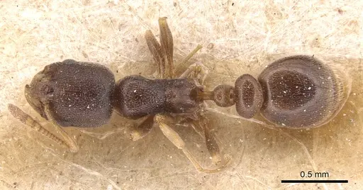 Cardiocondyla koshewnikovi specimen CASENT0904464 image casent0904464_1