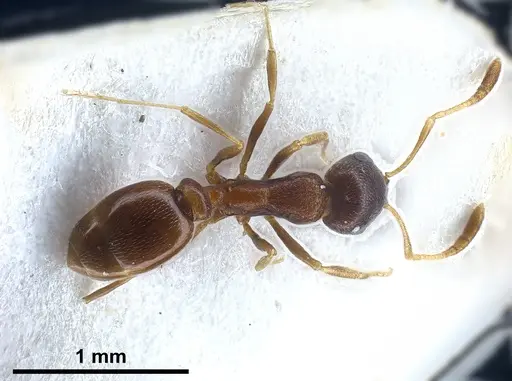 Cardiocondyla kushanica specimen ANTWEB1041249 image antweb1041249_1