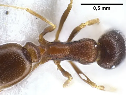 Cardiocondyla kushanica specimen ANTWEB1041249 image antweb1041249_2