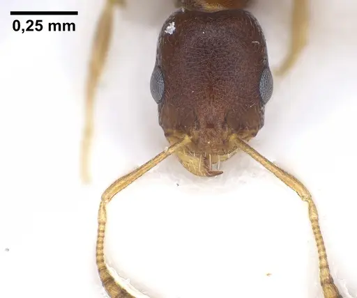 Cardiocondyla kushanica specimen ANTWEB1041249 image antweb1041249_3