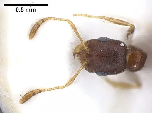 Cardiocondyla kushanica specimen ANTWEB1041249 image antweb1041249_4