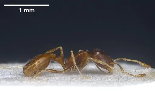 Cardiocondyla kushanica specimen ANTWEB1041249 image antweb1041249_5