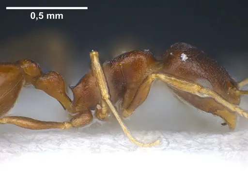 Cardiocondyla kushanica specimen ANTWEB1041249 image antweb1041249_6