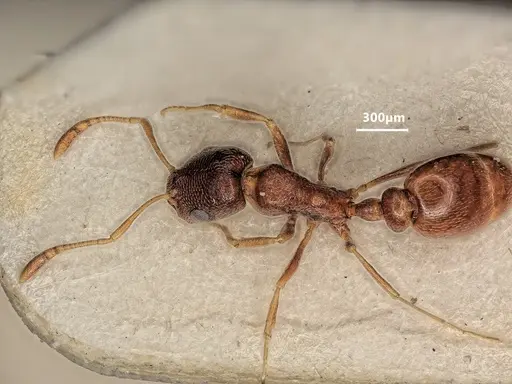 Cardiocondyla kushanica specimen ANTWEB1048518 image antweb1048518_1